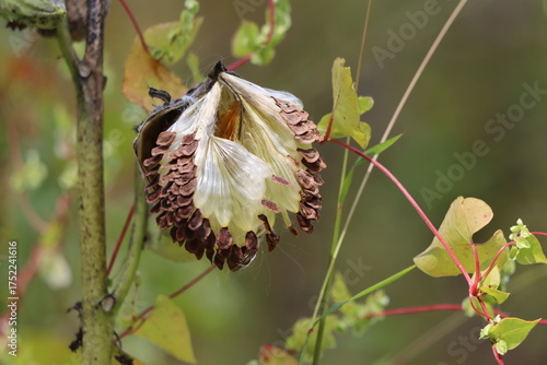 Milkweed seeds emerging from their pod 
