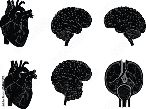 Human brain anatomy, heart illustration, medical diagram, neuroscience art, internal organs, educational vector, black sketch, biology, science, healthcare