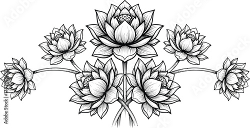 Lotus Flowers Arrangement, Floral Line Art Drawing, Botanical Design, Black and White Sketch
