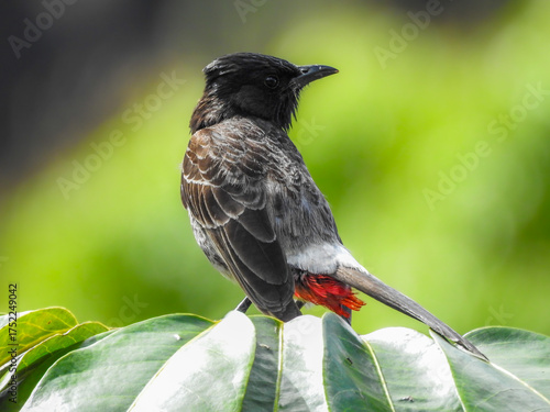 Foto Red-vented Bulbul Looking at Camera