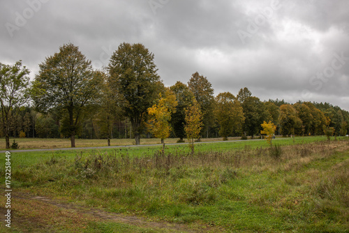 Autumn Trees Under Soft Grey Sky. Landscape with a wide meadow and a row of autumn trees in muted yellow-green tones. The overcast grey sky softens the contrast, giving the scene a calm