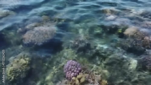 Wallpaper Mural Scenic underwater view of coral reefs and clear turquoise water, showcasing marine life and natural beauty. Torontodigital.ca