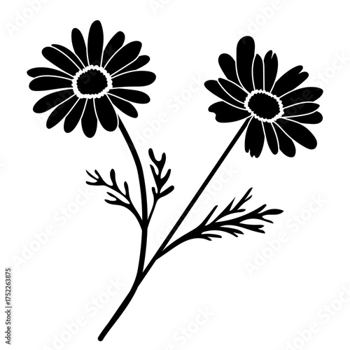 Black-and-white silhouette of chamomile (Matricaria chamomilla) vector, ideal for pattern, decor, design, and natural cosmetic or wellness uses also.