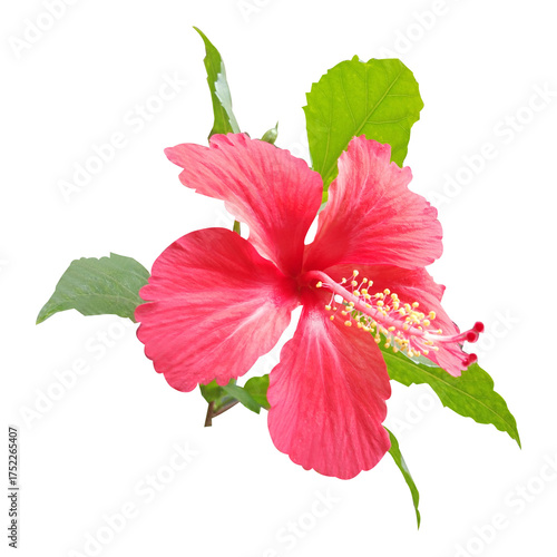Wallpaper Mural red hibiscus flower with green leaves stock photo Torontodigital.ca