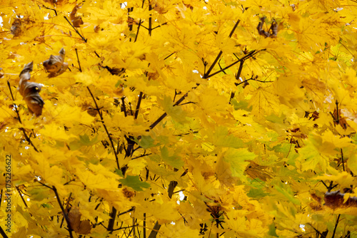Bright yellow autumn leaves from maple or deciduous trees in the forest or park, an atmospheric natural backdrop for the season