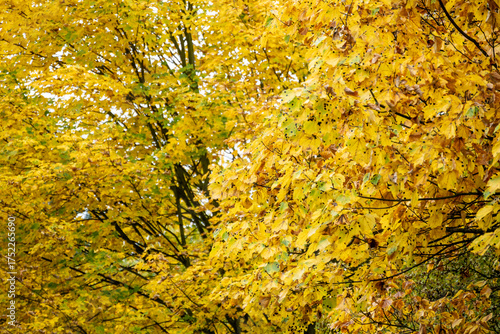 Leuchtend gelbes Herbstlaub von Ahorn- oder Laubbäumen im Wald oder Park, stimmungsvoller natürlicher Hintergrund für die Jahreszeit.