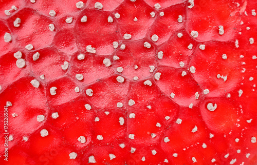 Photo of the texture of a fly agaric mushroom cap, abstract natural background.