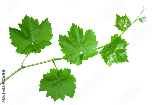 Fresh green grape vine branch growing with transparent background