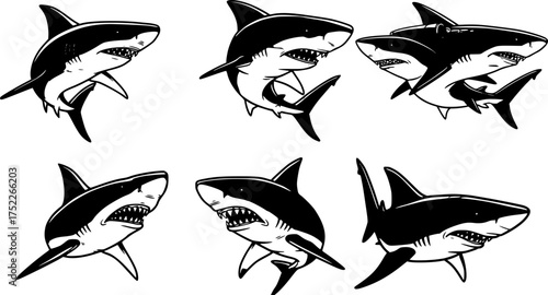 Fighter shark vector illustration for t shirt and other uses.

