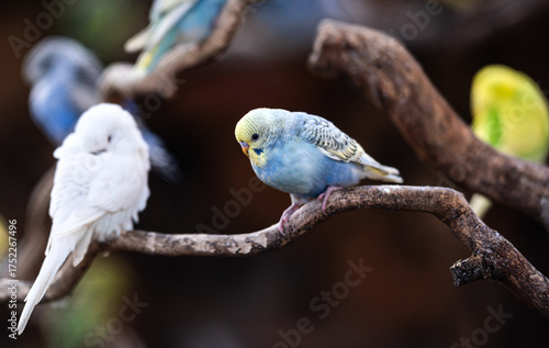 Cute, Colorful Parakeet With White and Blue Feathers Sits On A Branch