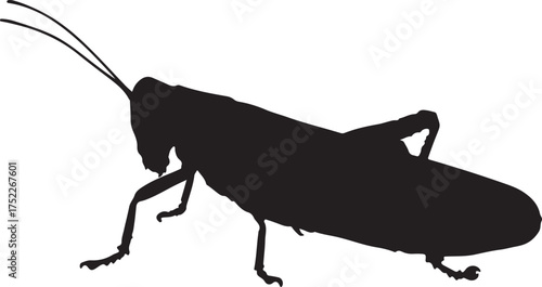 Black silhouette of a grasshopper with long antennae and legs on a white background insect