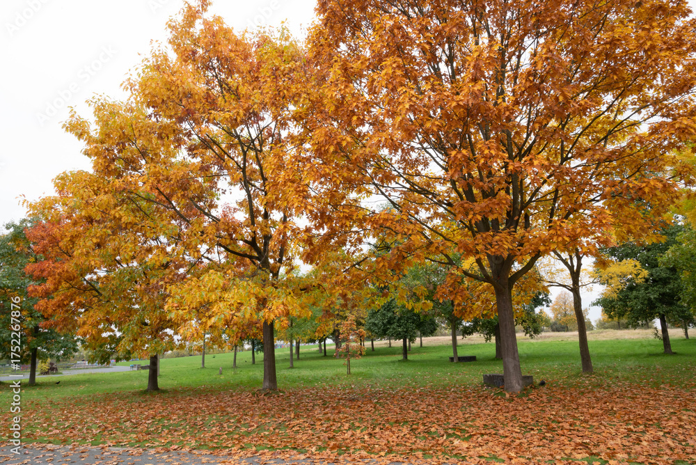 Naklejka premium autumn in gernany