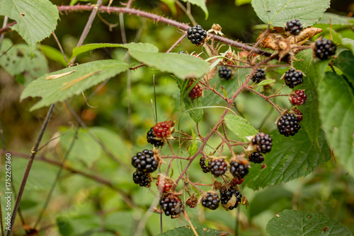 Wild Blackberry Bush (Horizontal). A cluster of ripe and unripe blackberries growing on a forest bush surrounded by green foliage.
