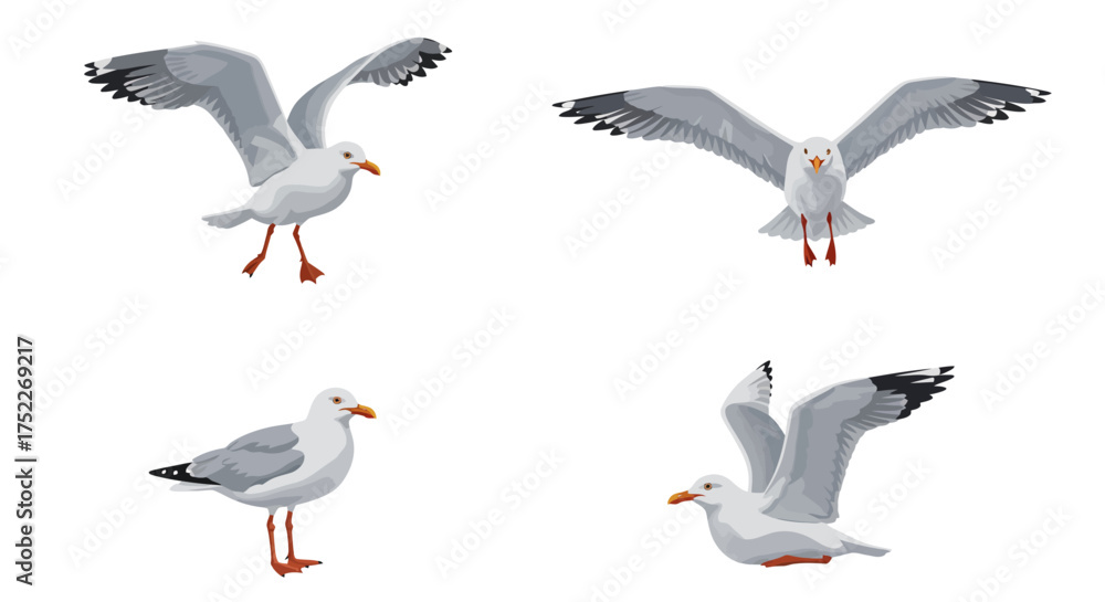 Obraz premium Seagull Illustration Collection Various Poses of a Coastal Bird in Flight and Rest