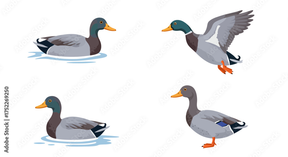 Obraz premium Duck Illustration Set Various Poses Depicting Ducks on Water, Flying, and Standing