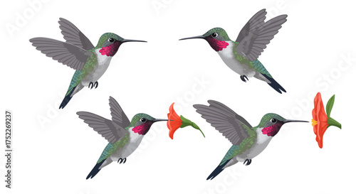 Hummingbird's Graceful Flight An Artistic Illustration of a Hummingbird & Floral Interactions