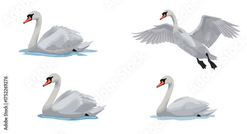 Elegant Swan Series Graceful Waterfowl in Various Poses for Design and Art Projects
