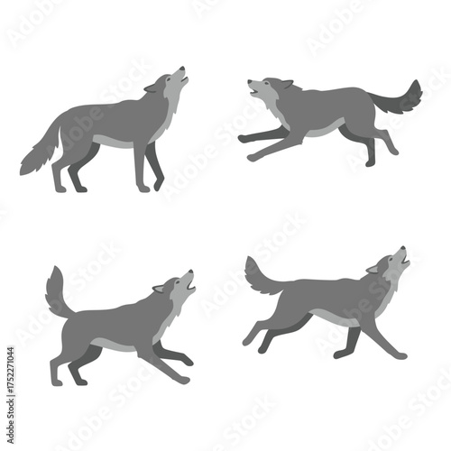 Four dynamic gray wolves captured in various poses of motion and howling isolated on white background
