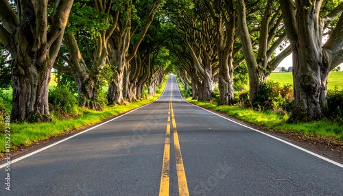 A long asphalt road flanked by tall trees creates a vibrant green canopy. Sunlight filters through the leaves, illuminating the scene