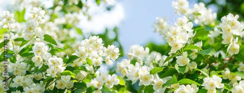 blooming jasmine flowers in a garden