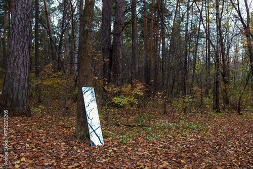 old tree and mirror in autumn forest with fallen leaves and tree trunks