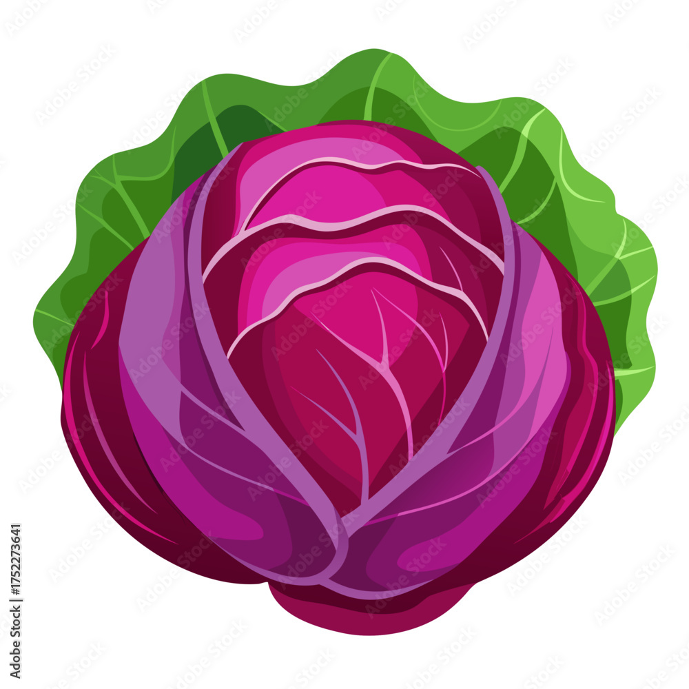 Obraz premium Vibrant red cabbage with fresh green leaves, a culinary delight perfect for healthy recipes and food illustrations, showcasing organic produce with a modern, artistic style