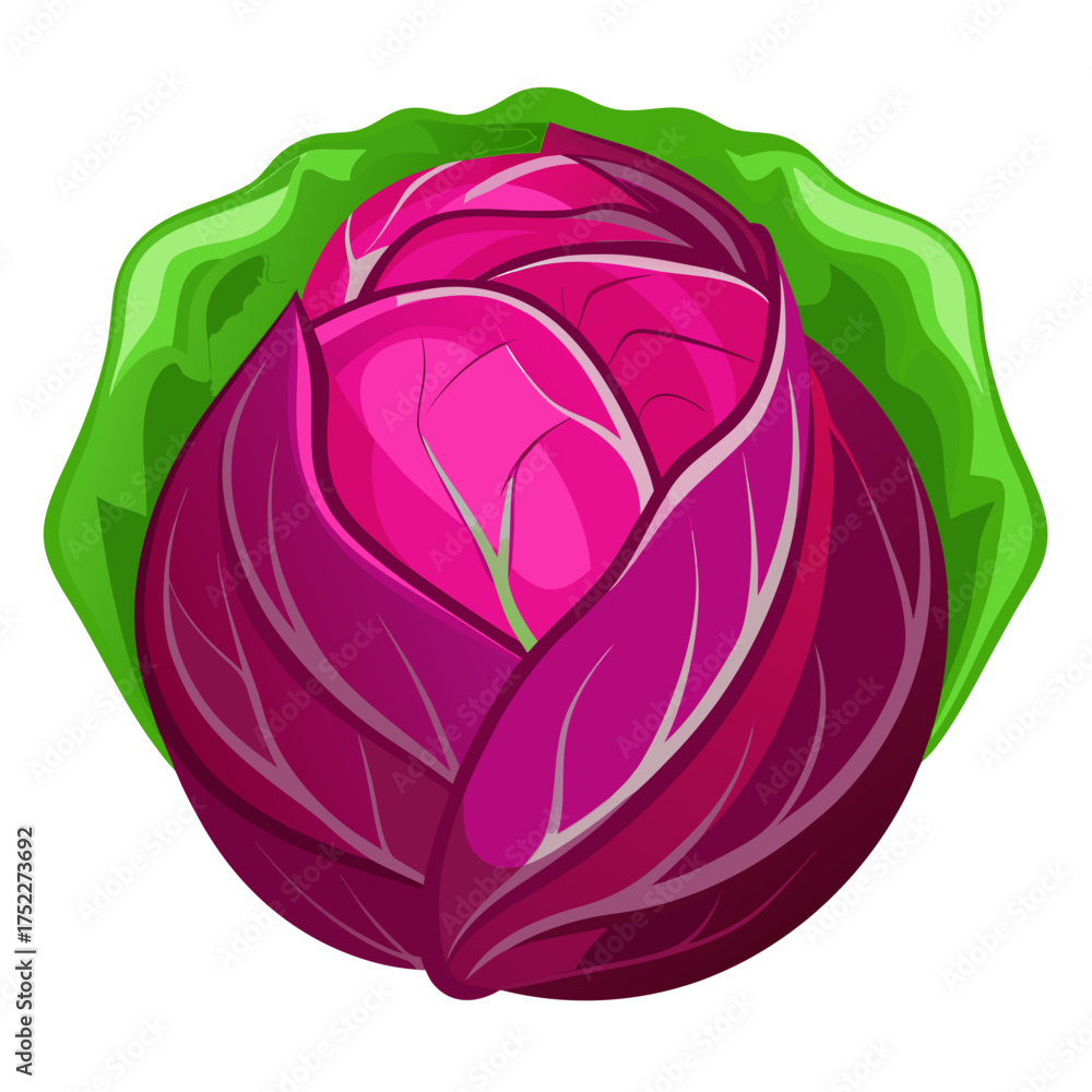 Fototapeta premium Vibrant red cabbage with fresh green outer leaves, a healthy and delicious addition to salads, slaws, and culinary creations, perfect for vibrant and flavorful meals