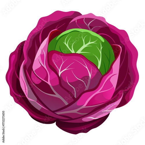 Vibrant red cabbage with fresh green heart, perfect for healthy recipe illustrations, vegan menus, and eye-catching food designs, a versatile ingredient for culinary projects