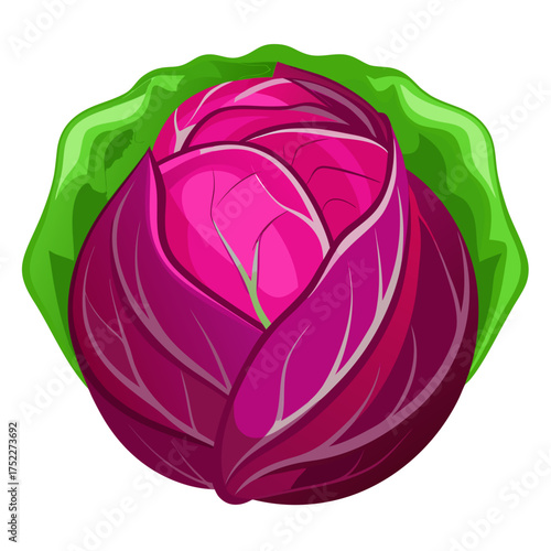 Vibrant red cabbage with fresh green outer leaves, a healthy and delicious addition to salads, slaws, and culinary creations, perfect for vibrant and flavorful meals