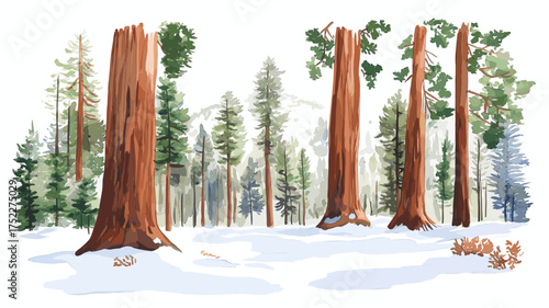 Sequoia National Park. Sequoia National Park hand drawn watercolor illustration