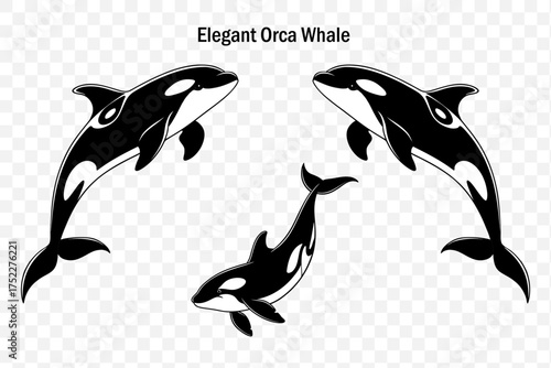 Elegant Black and White Orca Whales Set