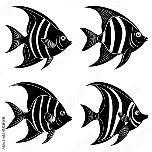 Four black and white striped angelfish swimming in different directions on a white background vector art