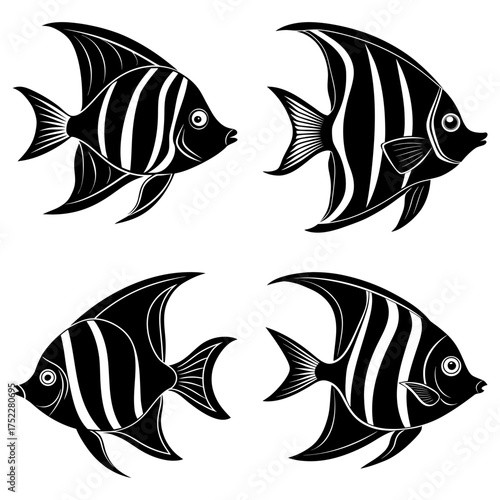 Four black and white striped angelfish swimming in different directions on a white background image art