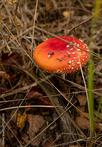 Foto large red fly agaric with white spots on the cap on a brown background of fallen