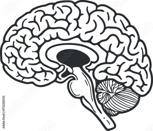 Illustration of a human brain highlighting its structure and key components for educational purposes.