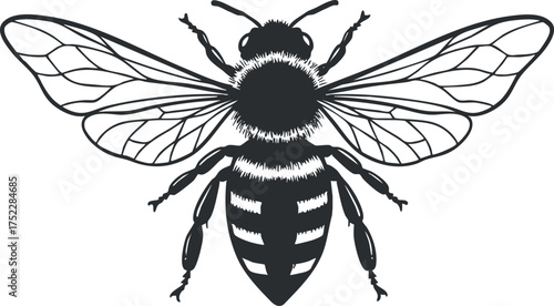A detailed black and white illustration of a bee showcasing its wings and body structure.