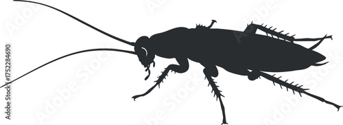Illustration of a cockroach silhouette highlighting its distinct features and anatomy.
