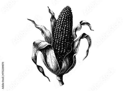 an engraving of an ear of cornblack, cob, corn, drawing, ear, illustration, ink, plant, stem, white 