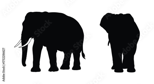 Two majestic elephants shown in black silhouette a striking visual contrast