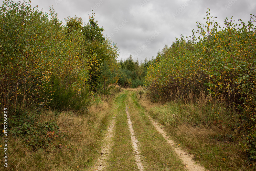 Fototapeta premium Path through autumn meadow near forest. The cloudy sky creates a calm, melancholic atmosphere. 