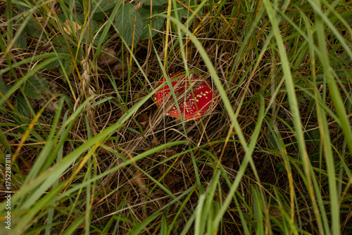Photography red fly agaric in tall green and yellow grass in autumn, medicinal fly agaric, p