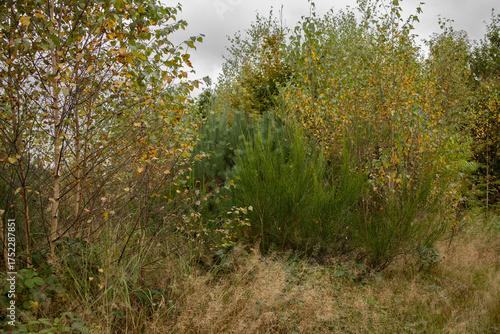 Golden autumn bushes in rural nature scenery. A close view of autumn bushes and dry grass glowing with warm yellow and green tones. 
