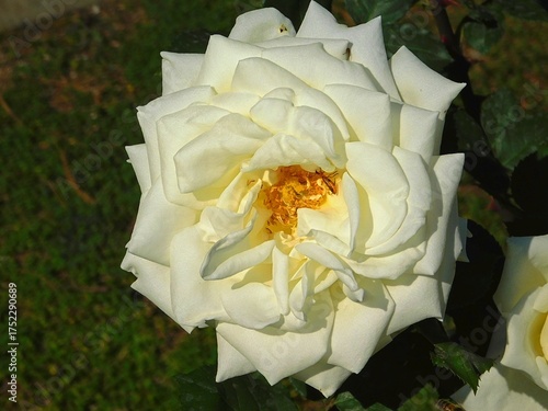 A beautiful white rose, or rosa