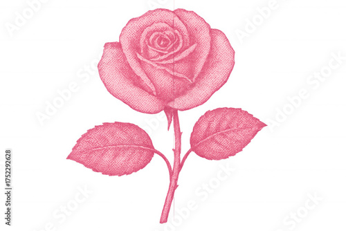 Pink rose flower with stem and leaves, vintage botanical drawing illustration, transparent background for love and romance