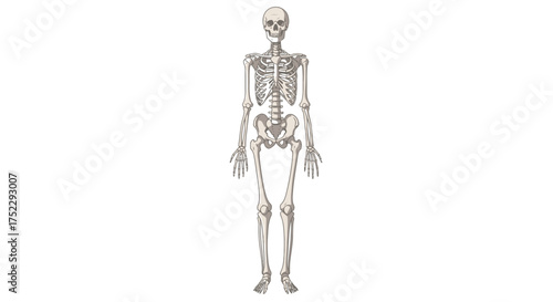 Human Skeleton Anatomy - A Detailed Anatomical Illustration.