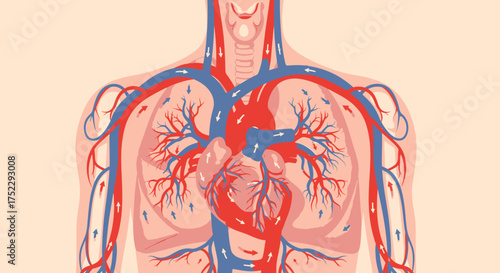 Anatomical Illustration of the Human Heart and Lungs.