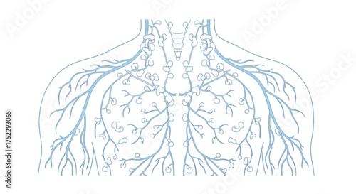 Human Lymphatic System Diagram Illustrating Lymph Nodes and Vessels.