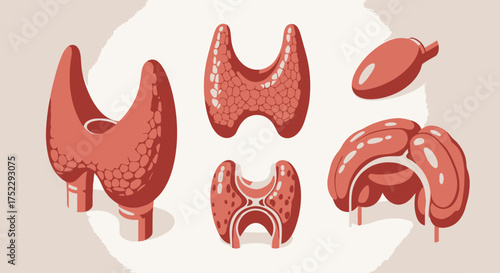 Detailed anatomical illustration of the human thyroid gland and its structure.