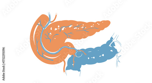 Human Pancreas and Duodenum Anatomy Illustration.