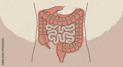 Anatomical illustration of the human digestive system intestines.